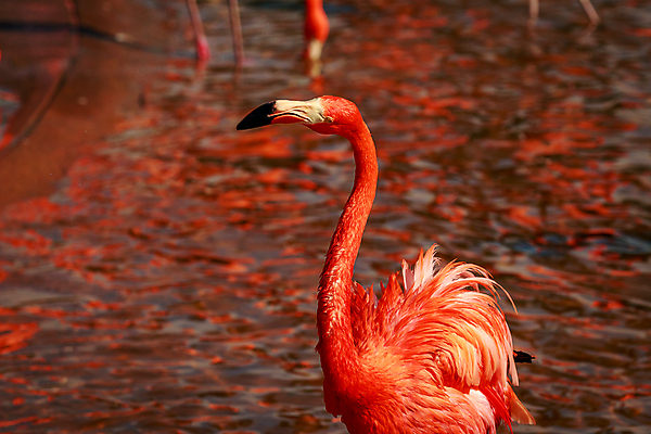 포토 JPG 해외이미지 동물 북아메리카 조류 사람없음 야외 가로 컬러풀 미국 닫기 플라밍고 캘리포니아 해외포토 컬러 모션 아메리카 파일형식 이미지허브