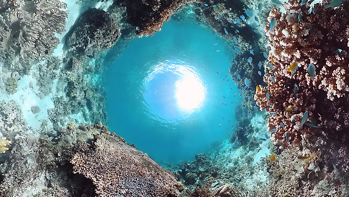 포토 JPG 해외이미지 바다 로우앵글 자연 사람없음 바닷속 수중 수중사진 해외포토 뷰포인트 생태계 파일형식 이미지허브