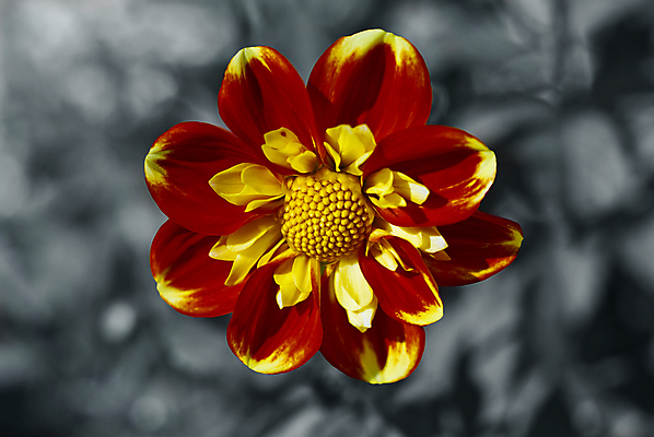 포토 JPG 해외이미지 식물 계절 꽃잎 꽃 자연 따뜻함 사람없음 빨간색 여름 빛 태양 뷰티 노란색 귀여움 정원 벚꽃 가을 신선 개화 달리아 만족 원예 내추럴 세련 해외포토 자연요소 감정 컬러 컨셉 취미 생태계 파일형식 이미지허브