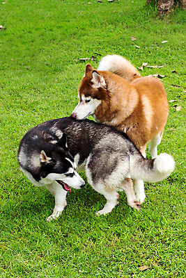 포토 JPG 해외이미지 동물 1 응시 공원 여자 행복 얼굴 장난 포유류 자연 털 사람없음 야외 초록색 여름 파란색 반려동물 뷰티 검은색 봄 회색 가을 흰색 개 강아지 모피 육식동물 주둥이 늑대 알래스카 송곳니 기르기 시베리아 유래 해외포토 시선 계절 공공시설 감정 컬러 사람 신체부위 미국 치아 생태계 돌봄 파일형식 이미지허브