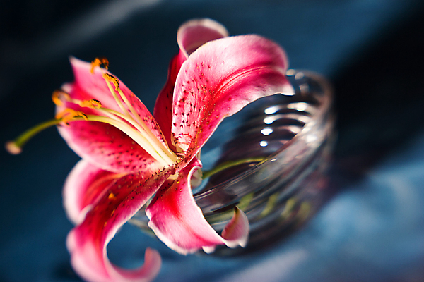 포토 JPG 해외이미지 꽃잎 꽃 결혼 잎 휴식 건강 사람없음 뷰티 꽃병 낭만 사발 고급 닫기 백합 순수 취급주의 해외포토 식물 컨셉 모션 경고 이벤트 사기그릇 파일형식 이미지허브