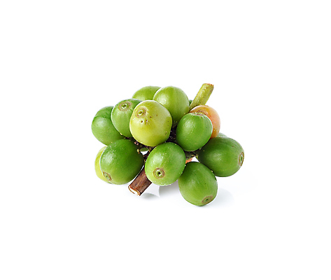 포토 JPG 해외이미지 식물 열매 산업 커피 음료 음식 백그라운드 잎 농업 과일 자연 콩 씨앗 사람없음 빨간색 농장 갈색 검은색 어둠 에너지 수확 흰색 신선 닫기 맛 흥분 유기농 질감 날것 에스프레소 내추럴 밭일 숙성 오리지널 카페인 맛있는 해외포토 웰빙 감정 컬러 컨셉 모션 곡류 생태계 파일형식 이미지허브