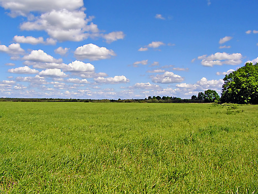포토 JPG 해외이미지 식물 꽃 유럽 잎 꽃무늬 밭 자연 하늘 건조 사람없음 목재 초록색 파란색 컬러풀 햇빛 갈색 노란색 젖음 흰색 나뭇가지 플랫 습지 숲 허브 아로마 시트 러시아인 수목 평야 수평선 해외포토 서양인 나무 나라 컬러 무늬 농업 재료 태양 생태계 파일형식 이미지허브