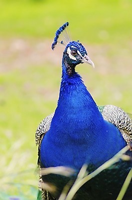 포토 JPG 해외이미지 동물 남자 아시아 야생동물 조류 왕관 동물원 사람없음 야외 장식 초록색 파란색 컬러풀 뷰티 금속 활발 기차 자유 점 부채 화려 우아함 공작 인도인 심볼 깃털 묘사 꼬리 부리 꿩 웅장함 이국적 인내 터키석 해외포토 외국인 나라 육상교통 컬러 컨셉 재질 대중교통 사람 동양인 보석 파일형식 이미지허브