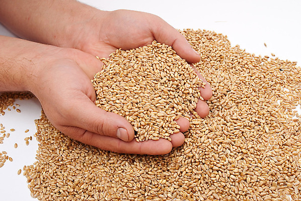 포토 JPG 해외이미지 손 음식 농업 손가락 건조 씨앗 사람없음 농작물 엄지손가락 수확 시골 시리얼 밀 알맹이 귀 숙성 작살 더스트파티클 해외포토 식물 산업 곡류 신체부위 파일형식 이미지허브