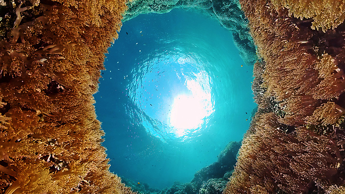 포토 JPG 해외이미지 동물 야생동물 바다 여행 백그라운드 자연 어류 사람없음 물 컬러풀 환경 수중 수영 탐험 스노클링 산호 생태계 다이빙 장면 암초 발견 깊이 이국적 해외포토 자연요소 컬러 수중동물 수상스포츠 자포동물 수중스포츠 파일형식 이미지허브