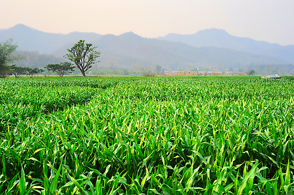 포토 JPG 해외이미지 나무 식물 계절 아시아 문화 음식 여행 백그라운드 농업 태국 자연 하늘 산 옥수수 동양인 풍경 초원 사람없음 야외 초록색 여름 파란색 컬러풀 농장 농경지 환경 계곡 성장 시골 땅 언덕 유기농 내추럴 논밭 밭일 해외포토 웰빙 나라 산업 컬러 밭 곡류 논 인종 생태계 파일형식 이미지허브
