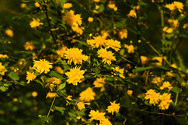 포토 JPG 해외이미지 식물 꽃 잎 사람없음 가로 초록색 햇빛 노란색 정원 벚꽃 관목 해외포토 나무 컬러 태양 파일형식 이미지허브