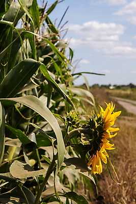 포토 JPG 해외이미지 주간 잎 꽃밭 하늘 해바라기 사람없음 야외 아웃포커스 해외포토 자연요소 식물 꽃 촬영기법 파일형식 이미지허브