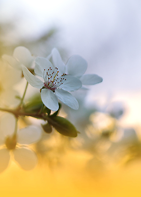 포토 JPG 해외이미지 나무 식물 디자인 배너 꽃 결혼 백그라운드 꽃무늬 일러스트 자연 벽지 추상 휴가 기념 사랑 미술 사람없음 장식 뷰티 일몰 봄 낭만 덮개 벚꽃 축하 인사 신용카드 편지 메뉴 엽서 캔버스 초대 파스텔톤 국경 해외포토 계절 감정 컬러 컨셉 무늬 문화예술 이벤트 금융 노을 뚜껑 예절 생태계 파일형식 이미지허브