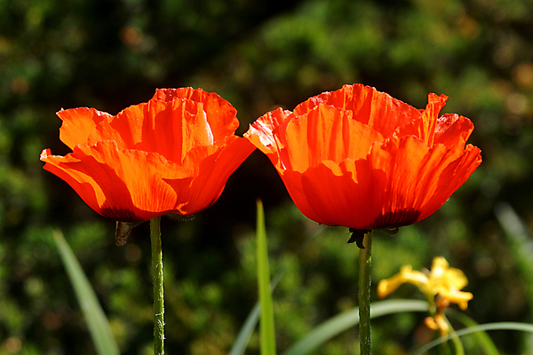 포토 JPG 해외이미지 식물 꽃 길 밭 농업 자연 날씨 옥수수 사람없음 빨간색 농작물 햇빛 태양 일출 환경 봄 시골 신선 개화 보리 밀가루 지역 양귀비 평야 해외포토 자연요소 계절 산업 컬러 곡류 노을 가루 생태계 파일형식 이미지허브
