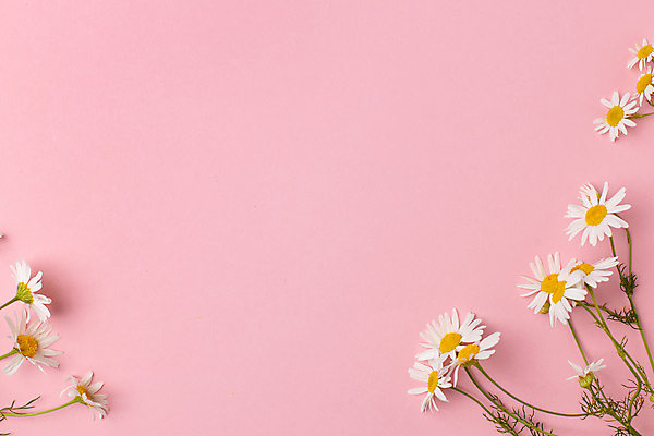 포토 JPG 해외이미지 꽃 분홍색 실내 사람없음 캐모마일 카피스페이스 해외포토 식물 컬러 내부 공백 허브 파일형식 이미지허브