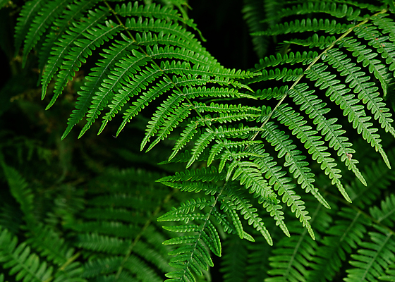 포토 JPG 해외이미지 식물 계절 백그라운드 잎 꽃무늬 패턴 자연 추상 나선형 사람없음 초록색 환경 정원 봄 성장 나뭇가지 신선 숲 열대우림 질감 내추럴 양치류 그리너리 해외포토 나무 꽃 컬러 무늬 생태계 파일형식 트랜드컬러 이미지허브