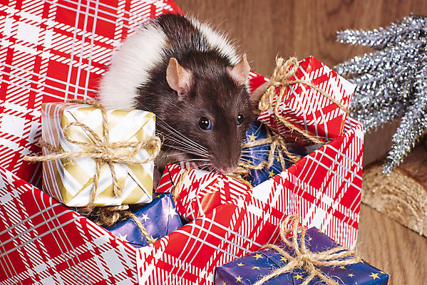 포토 JPG 해외이미지 나무 동물 전통 응시 백그라운드 컨셉 크리스마스 겨울 포유류 휴가 새로움 털 선물 사람없음 장식 빨간색 반려동물 상자 산타클로스 축제 달력 흰색 축하 신용카드 치아 해충 쥐 설치류 작음 연도 심볼 활 꼬리 엽서 솜털 클라우스 해외포토 식물 시선 계절 기념일 컬러 금융 소화기관 벌레 크기 편지 파일형식 이미지허브