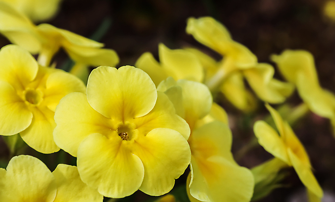 포토 JPG 해외이미지 식물 계절 꽃잎 꽃 백그라운드 꽃무늬 자연 휴가 부활절 사람없음 야외 장식 초록색 컬러풀 뷰티 노란색 정원 봄 낭만 성장 벚꽃 신선 개화 센터 원예 내추럴 프리뮬러 해외포토 기념일 컬러 컨셉 무늬 취미 생태계 파일형식 이미지허브