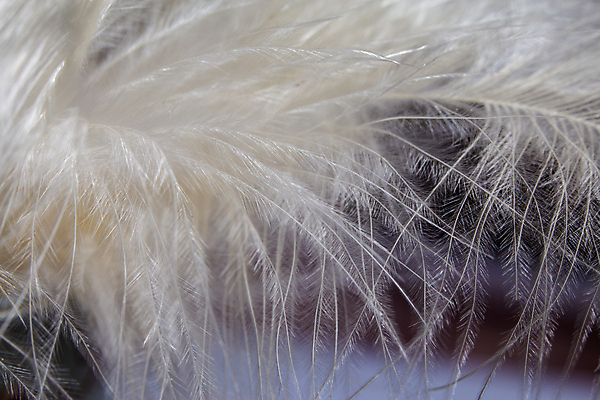 포토 JPG 해외이미지 동물 디자인 선 백그라운드 패턴 날개 자연 벽지 갈매기 조류 추상 요정 미술 사람없음 내부 장식 빛 뷰티 유행 꿈 회색 흰색 신용카드 고급 우아함 공작 순수 깃털 묘사 질감 독수리 부드러움 천국 솜털 내추럴 깃털펜 블러 중력 파스텔톤 스타일 해외포토 컬러 컨셉 무늬 문화예술 금융 펜 감각 생태계 파일형식 이미지허브