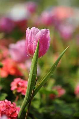 포토 JPG 해외이미지 식물 계절 꽃잎 꽃 분홍색 백그라운드 꽃무늬 밭 자연 사람없음 장식 초록색 컬러풀 뷰티 정원 보라색 봄 낭만 튤립 벚꽃 흰색 신선 개화 다발 원예 보케 내추럴 강렬 해외포토 컬러 컨셉 무늬 농업 취미 생태계 파일형식 이미지허브