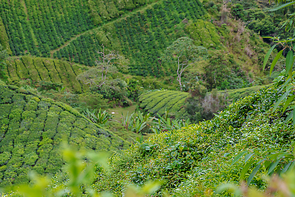 포토 JPG 해외이미지 나무 식물 구름 아시아 잎 밭 농업 오렌지 자연 하늘 아침 산 동양인 풍경 사람없음 초록색 빛 햇빛 태양 농장 일출 일몰 봄 신선 재산 차 장면 북쪽 말레이시아 산악지대 해외포토 주간 자연요소 계절 나라 산업 음료 컬러 과일 인종 금융 노을 방향 생태계 파일형식 이미지허브