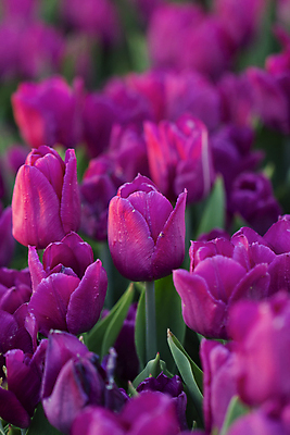 포토 JPG 해외이미지 식물 계절 공원 꽃잎 꽃 줄기 분홍색 꽃다발 백그라운드 잎 꽃무늬 밭 자연 선물 사랑 사람없음 야외 빨간색 초록색 여름 컬러풀 뷰티 노란색 머리 정원 보라색 봄 튤립 성장 벚꽃 신선 개화 그룹 다발 꽃집 제비꽃 질감 내추럴 해외포토 공공시설 감정 컬러 무늬 농업 신체부위 상점 생태계 파일형식 이미지허브