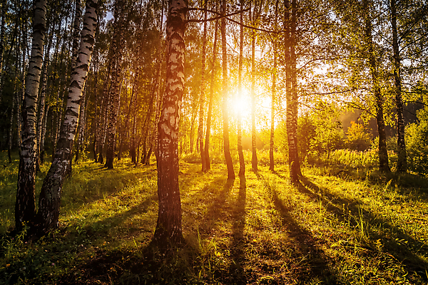 포토 JPG 해외이미지 나무 자연 사람없음 야외 햇빛 태양 일몰 숲속 숲 해외포토 자연요소 식물 노을 생태계 파일형식 이미지허브