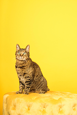 포토 JPG 해외이미지 스튜디오촬영 응시 텍스트 포유류 수염 털 앉기 사람없음 갈색 노란색 고양이 줄무늬 공백 회색 만지기 귀 얼룩무늬 경보 주목 카피스페이스 해외포토 동물 시선 컬러 무늬 모션 실내 신체부위 반려동물 파일형식 이미지허브