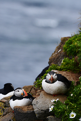 포토 JPG 해외이미지 주간 조류 세마리 사람없음 야외 아웃포커스 돌_바위 퍼핀 해외포토 자연요소 동물 촬영기법 3 파일형식 이미지허브
