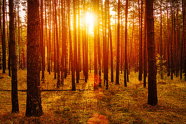 포토 JPG 해외이미지 나무 자연 사람없음 야외 햇빛 태양 일몰 숲속 숲 해외포토 자연요소 식물 노을 생태계 파일형식 이미지허브