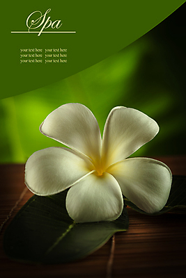 포토 JPG 해외이미지 식물 웰빙 배너 꽃 잎 자연 휴식 건강 사람없음 치료 초록색 약 평화 스파 화목 침묵 기쁨 전원 신선 냄새 아로마 아로마테라피 테라피 내추럴 해외포토 감정 컬러 컨셉 의학 뷰티 소리 전기에너지 생태계 파일형식 이미지허브