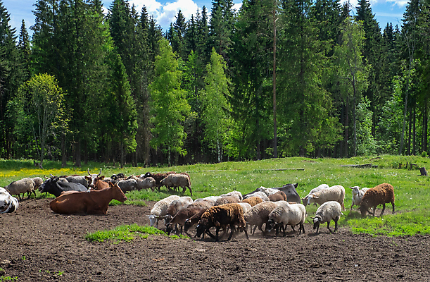 포토 JPG 해외이미지 주간 나무 동물 잎 밭 농업 포유류 자연 육류 사람없음 야외 가로 초록색 농장 농경지 가축 목장 시골 양 그룹 소 군중 숲 방목 먹기 지역 양모 기르기 밭일 수유 반추동물 해외포토 자연요소 식물 산업 컬러 식재료 모션 사람 직물 축산업 생태계 돌봄 파일형식 이미지허브