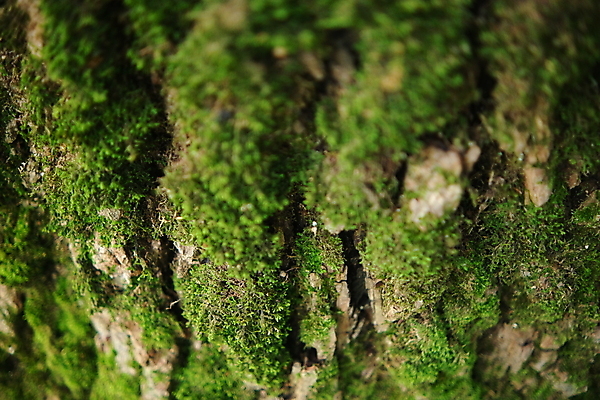 포토 JPG 해외이미지 나무 식물 디자인 공원 백그라운드 잎 패턴 자연 표면 추상 이끼 사람없음 야외 목재 초록색 갈색 환경 젖음 나뭇가지 소나무 거친 닫기 숲 피부 묘사 유기농 질감 통나무 나무껍질 잡동사니 내추럴 그런지 수목 옛날 해외포토 웰빙 공공시설 컬러 무늬 재료 모션 신체부위 껍질 생태계 파일형식 이미지허브