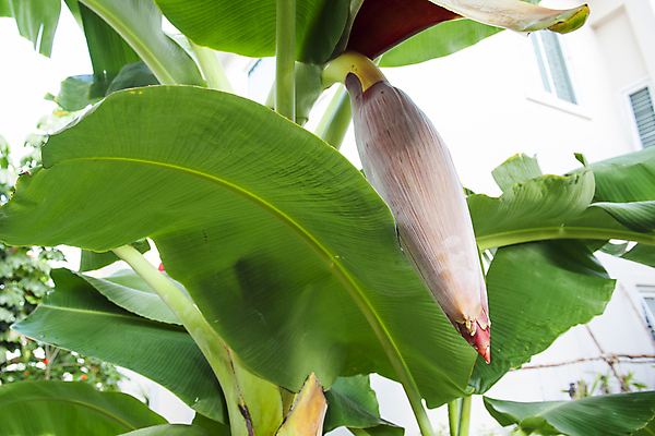 포토 JPG 해외이미지 나무 식물 줄기 잎 농업 과일 자연 바나나 사람없음 초록색 농장 정원 벚꽃 시골 신선 달콤 과수원 날것 내추럴 해외포토 꽃 산업 컬러 맛 생태계 파일형식 이미지허브