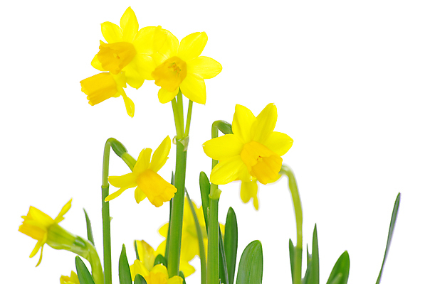 포토 JPG 해외이미지 꽃 여러송이 실내 사람없음 노란색 수선화 해외포토 식물 컬러 다수 내부 파일형식 이미지허브