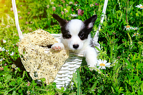 포토 JPG 해외이미지 동물 1 공원 행복 포유류 자연 털 앉기 사람없음 야외 초록색 반려동물 바구니 귀여움 정원 우정 아기 황금 개 달콤 강아지 작음 송곳니 해외포토 공공시설 감정 컬러 컨셉 모션 사람 친구 맛 치아 크기 생태계 파일형식 이미지허브