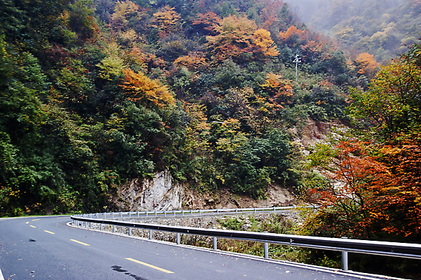 포토 JPG 해외이미지 나무 식물 여행 백그라운드 잎 오렌지 자연 날씨 풍경 사람없음 야외 빨간색 초록색 노란색 정원 중국 가을 황금 숲 그림 장면 해외포토 계절 아시아 컬러 과일 생태계 파일형식 이미지허브