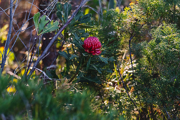 포토 JPG 해외이미지 식물 꽃잎 꽃 줄기 백그라운드 잎 꽃무늬 자연 산 사람없음 빨간색 초록색 빛 뷰티 머리 정원 봄 들꽃 성장 벚꽃 나뭇가지 개화 호주 숲 자주색 관목 원예 내추럴 고립 전국 해외포토 나무 계절 컬러 무늬 취미 신체부위 오세아니아 생태계 파일형식 이미지허브