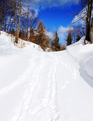 포토 JPG 해외이미지 나무 계절 여행 백그라운드 자연 하늘 휴가 스키 산 파노라마 풍경 사람없음 야외 목재 파란색 햇빛 뷰티 계곡 냉동 얼음 침묵 추위 흰색 숲 휴양지 서리 알프스 장면 절정 폭설 눈내림 해외포토 자연요소 식물 유럽 컬러 재료 겨울스포츠 눈_날씨 촬영기법 태양 소리 장소 자연재해 생태계 파일형식 이미지허브
