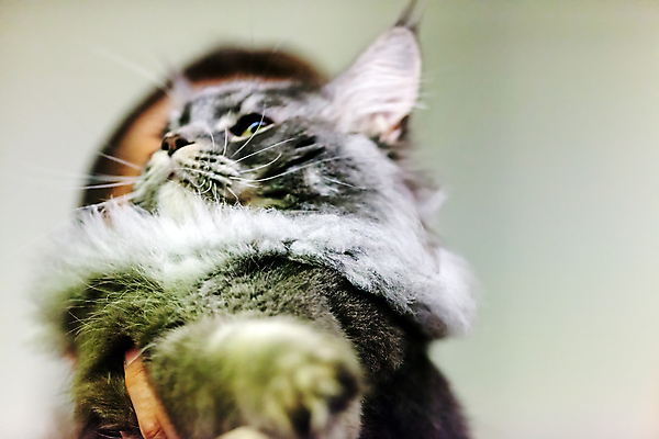 포토 JPG 해외이미지 한마리 실내 사람없음 반려동물 고양이 반려묘 해외포토 동물 1 포유류 내부 파일형식 이미지허브