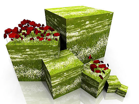 포토 JPG 해외이미지 식물 꽃잎 꽃 밭 자연 사람없음 빨간색 초록색 컬러풀 뷰티 정원 봄 들꽃 벚꽃 시골 신선 장면 양귀비 내추럴 해외포토 계절 컬러 농업 생태계 파일형식 이미지허브