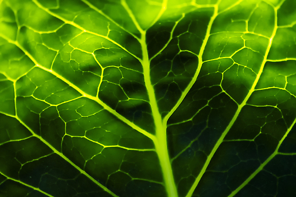 포토 JPG 해외이미지 식물 건축물 계절 음식 백그라운드 컨셉 잎 패턴 채소 자연 벽지 추상 세포 건강 미술 사람없음 초록색 빛 환경 정원 봄 성장 신선 상추 묘사 유기농 생태계 질감 생물학 양배추 정맥 내추럴 대칭 생태학 엘리먼트 해외포토 웰빙 교육 건축 컬러 무늬 문화예술 혈관 파일형식 이미지허브