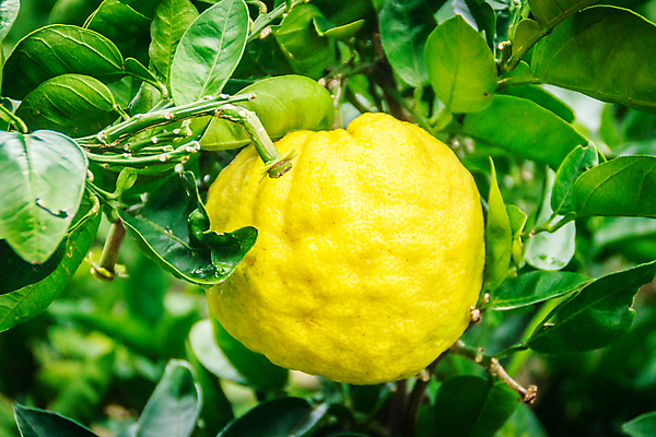 포토 JPG 해외이미지 나무 식물 음식 섬 여행 장갑 백그라운드 잎 농업 오렌지 과일 자연 하늘 귤 한국 건강 사람없음 초록색 농장 노란색 정원 주스 성장 나뭇가지 신선 원형 그룹 달콤 맛 큼 척추 상쾌 유기농 비타민 남쪽 내추럴 숙성 맛있는 해외포토 도형 웰빙 잡화 감정 산업 아시아 음료 컬러 컨셉 뼈 크기 방향 생태계 영양소 파일형식 이미지허브