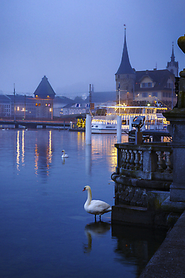 포토 JPG 해외이미지 해외풍경 사람없음 야외 건물 강 도시풍경 새벽 도시 야간 스위스 백조 루체른 해외포토 자연요소 해외 건축물 유럽 조류 풍경 파일형식 이미지허브