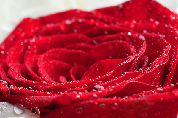 포토 JPG 해외이미지 식물 꽃잎 꽃 자연 발렌타인데이 선물 사랑 사람없음 빨간색 물 뷰티 장미 낭만 벚꽃 흰색 축하 신선 우아함 닫기 뿌리기 심볼 싱글 원예 질감 냄새 열정 블러 해외포토 자연요소 감정 컬러 컨셉 모션 데이이벤트 취미 생태계 파일형식 이미지허브