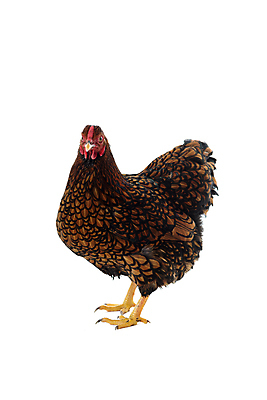 포토 JPG 해외이미지 동물 농업 자연 조류 사람없음 옆모습 농장 검은색 치킨 흰색 황금 깃털 흰배경 고립 암탉 해외포토 산업 뷰포인트 컬러 백그라운드 닭 암컷 생태계 닭고기요리 파일형식 이미지허브