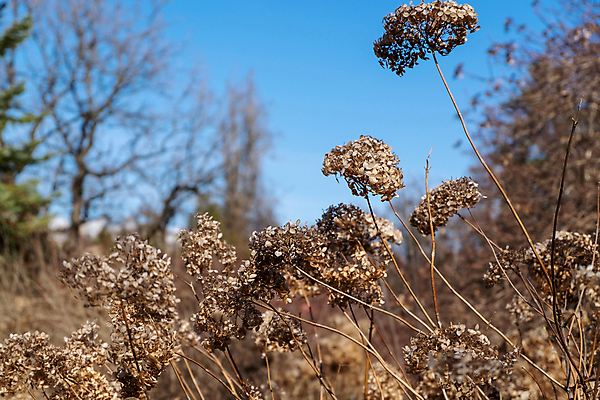 포토 JPG 해외이미지 식물 계절 꽃 야생동물 꽃무늬 자연 하늘 건조 사람없음 야외 파란색 빛 갈색 노란색 환경 정원 맑음 일몰 봄 들꽃 나뭇가지 죽음 도시 소프트포커스 속도 내추럴 해외포토 나무 동물 컬러 무늬 날씨 촬영기법 노을 생태계 파일형식 이미지허브