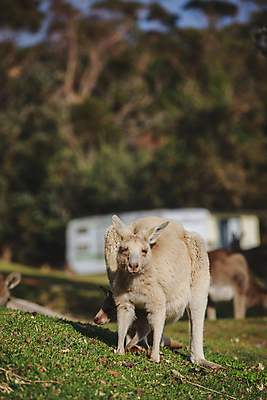 포토 JPG 해외이미지 동물 야생동물 백그라운드 포유류 자연 휴식 털 따뜻함 동물원 사람없음 야외 회색 흰색 아기 잠 호주 꼬리 위치 캥거루 동쪽 동물상 해외포토 컬러 컨셉 사람 조형물 오세아니아 방향 생태계 파일형식 이미지허브