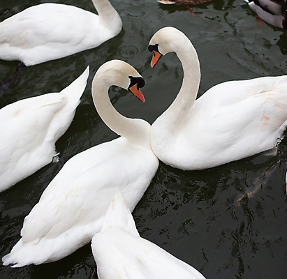 포토 JPG 해외이미지 동물 커플 호수 야생동물 백그라운드 2 날개 가족 자연 조류 결혼식 함께함 발렌타인데이 사랑 사람없음 물 파란색 빛 강 뷰티 반사 평화 귀여움 수영 거울 흰색 하트 연못 쌍 우아함 심볼 순수 깃털 부리 백조 엽서 목 단아함 해외포토 자연요소 모양 감정 컬러 결혼 컨셉 관계 데이이벤트 신체부위 수상스포츠 편지 생태계 파일형식 이미지허브