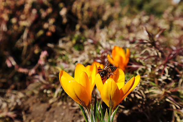 포토 JPG 해외이미지 식물 계절 공원 꽃잎 꽃 백그라운드 잎 꽃무늬 자연 휴가 사람없음 야외 초록색 컬러풀 노란색 환경 정원 맑음 봄 성장 벚꽃 신선 개화 꿀벌 숲 벌 원예 꿀 내추럴 사프란 해외포토 공공시설 컬러 곤충 무늬 날씨 취미 벌_곤충 향신료 생태계 파일형식 이미지허브