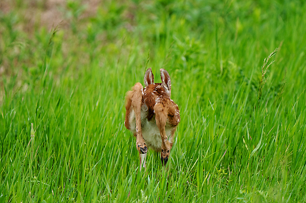 포토 JPG 해외이미지 동물 야생동물 캐나다 밭 자연 사람없음 컬러풀 뷰티 고요 아기 신생아 아기사슴 해외포토 새끼 컬러 북아메리카 농업 사슴 사람 생태계 파일형식 이미지허브