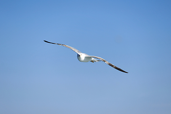 포토 JPG 해외이미지 동물 응시 야생동물 바다 백그라운드 컨셉 자연 갈매기 조류 하늘 사람없음 물 파란색 태양 우주 검은색 펼침 자유 흰색 내추럴 고립 해외포토 자연요소 시선 컬러 모션 생태계 파일형식 이미지허브