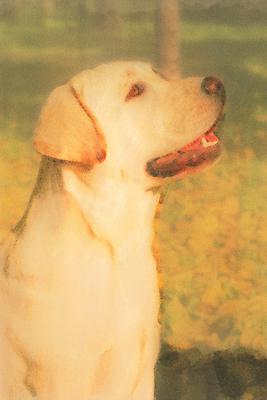 포토 JPG 해외이미지 동물 캐릭터 실루엣 새끼 포즈 장난 가족 수채화 사람없음 반려동물 걷기 귀여움 우정 가을 황금 개 리트리버 강아지 스케치 래브라도리트리버 그림 윤곽 손그림 수의사 단아함 해외포토 계절 컨셉 포유류 관계 모션 촬영기법 미술 친구 의사 파일형식 이미지허브